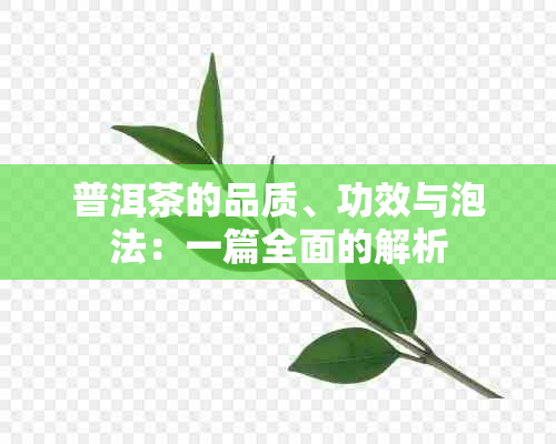 普洱茶的品质、功效与泡法：一篇全面的解析