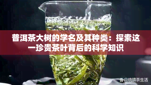 普洱茶大树的学名及其种类：探索这一珍贵茶叶背后的科学知识