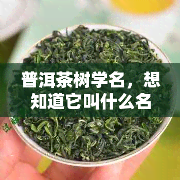 普洱茶树学名，想知道它叫什么名字吗？