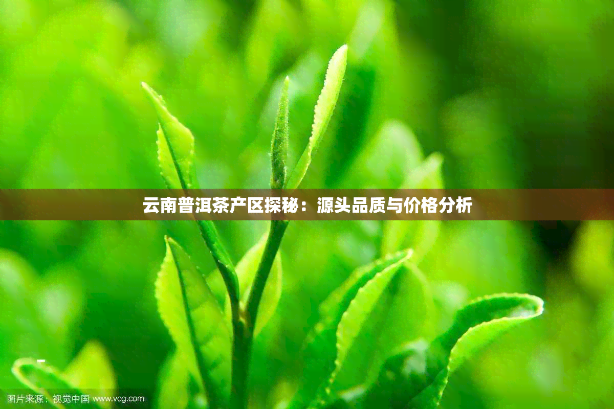 云南普洱茶产区探秘：源头品质与价格分析