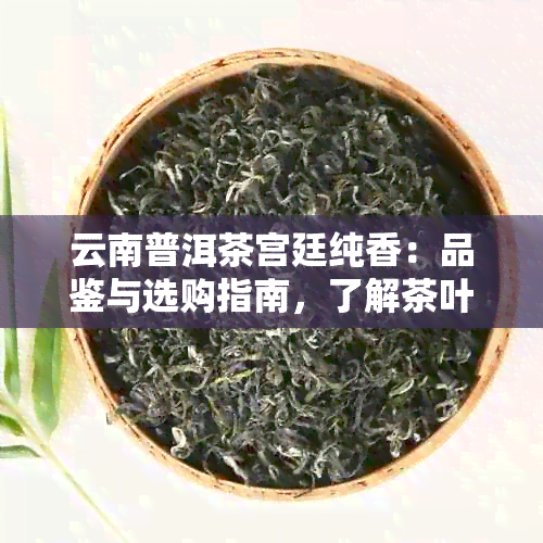 云南普洱茶宫廷纯香：品鉴与选购指南，了解茶叶产地、制作工艺和口感特点