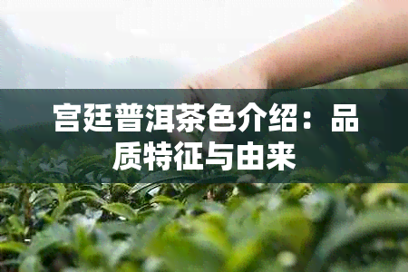 宫廷普洱茶色介绍：品质特征与由来