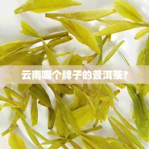 云南哪个牌子的普洱茶？