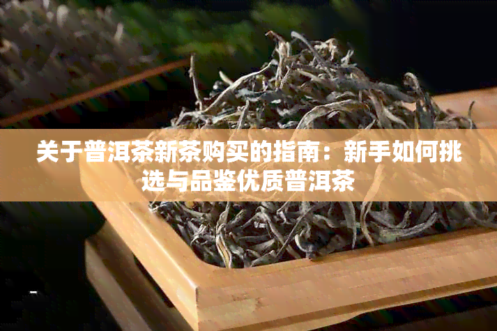 关于普洱茶新茶购买的指南：新手如何挑选与品鉴优质普洱茶