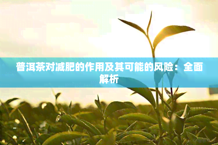 普洱茶对减肥的作用及其可能的风险：全面解析