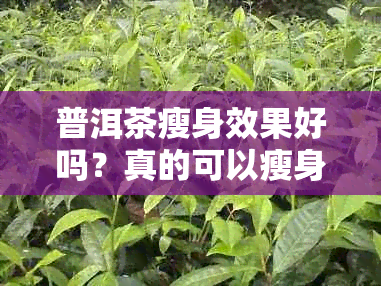 普洱茶瘦身效果好吗？真的可以瘦身吗？