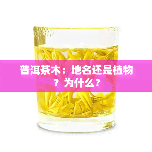 普洱茶木：地名还是植物？为什么？