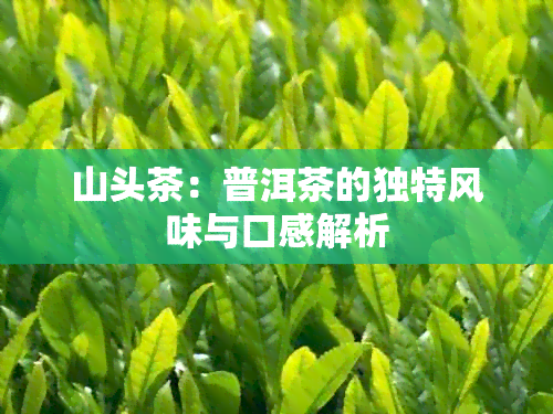 山头茶：普洱茶的独特风味与口感解析