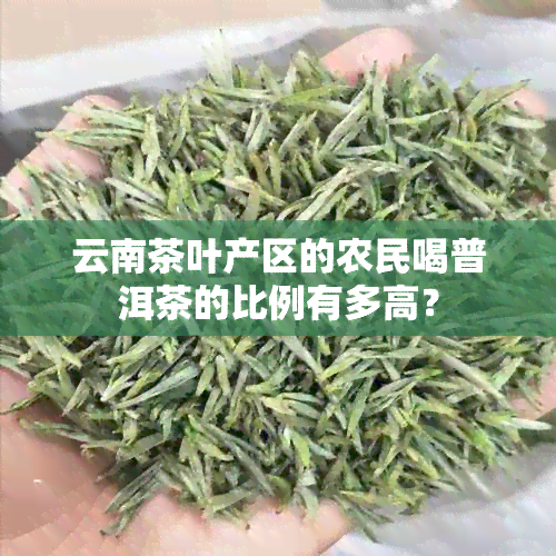 云南茶叶产区的农民喝普洱茶的比例有多高？