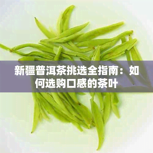 新疆普洱茶挑选全指南：如何选购口感的茶叶