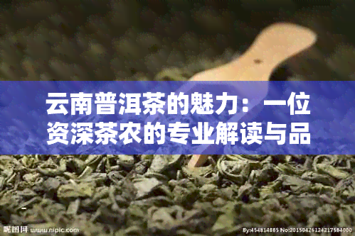 云南普洱茶的魅力：一位资深茶农的专业解读与品鉴技巧