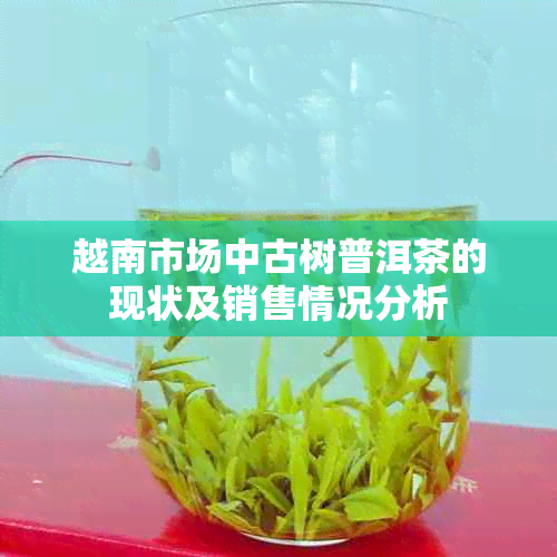 越南市场中古树普洱茶的现状及销售情况分析