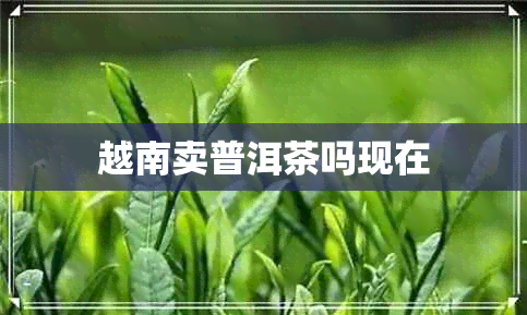 越南卖普洱茶吗现在