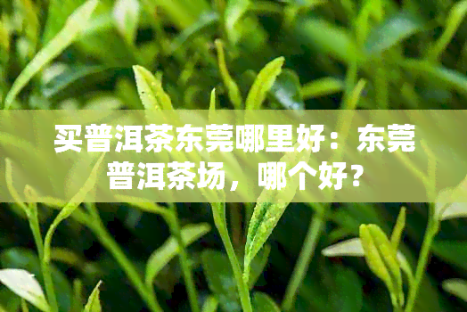 买普洱茶东莞哪里好：东莞普洱茶场，哪个好？