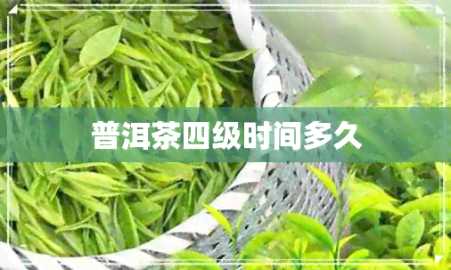 普洱茶四级时间多久