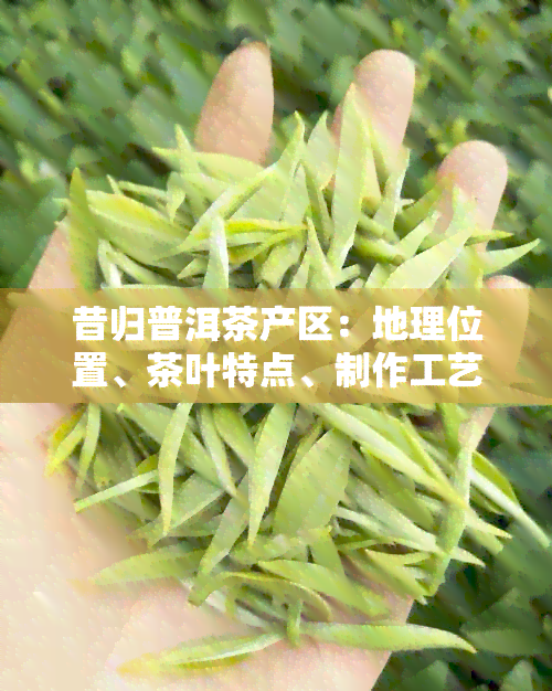 昔归普洱茶产区：地理位置、茶叶特点、制作工艺与品鉴方法全面解析