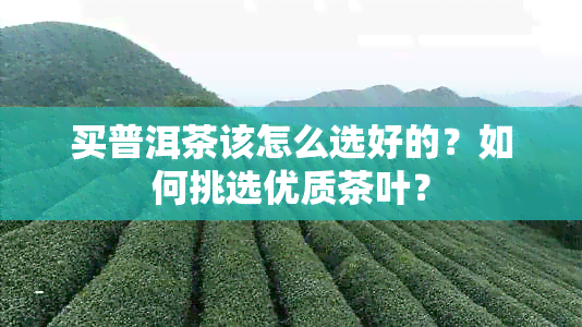 买普洱茶该怎么选好的？如何挑选优质茶叶？