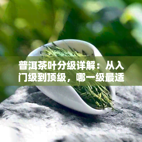 普洱茶叶分级详解：从入门级到顶级，哪一级最适合您？