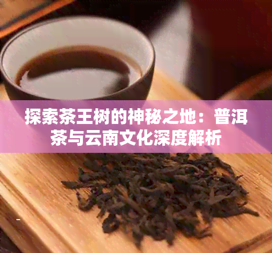 探索茶王树的神秘之地：普洱茶与云南文化深度解析