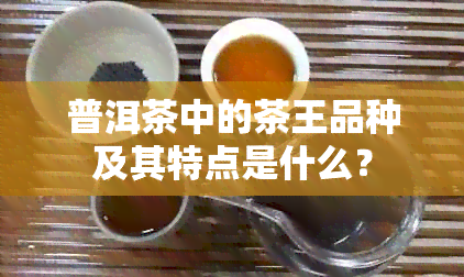 普洱茶中的茶王品种及其特点是什么？