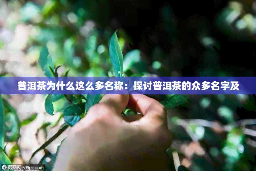 普洱茶为什么这么多名称：探讨普洱茶的众多名字及