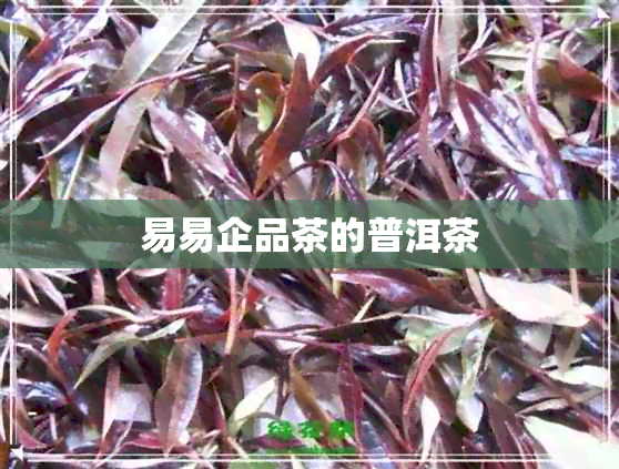 易易企品茶的普洱茶