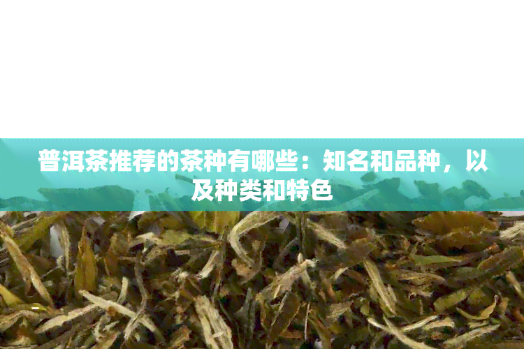 普洱茶推荐的茶种有哪些：知名和品种，以及种类和特色