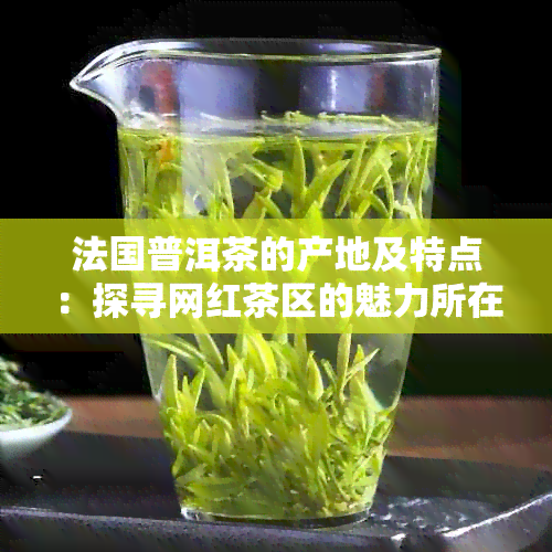 法国普洱茶的产地及特点：探寻网红茶区的魅力所在