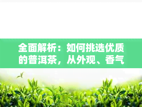 全面解析：如何挑选优质的普洱茶，从外观、香气到口感，一文解决您的疑问！