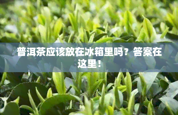 普洱茶应该放在冰箱里吗？答案在这里！