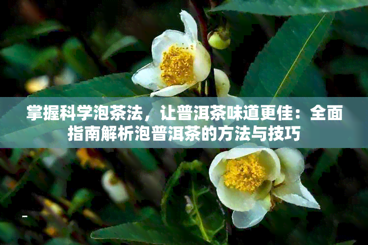 掌握科学泡茶法，让普洱茶味道更佳：全面指南解析泡普洱茶的方法与技巧