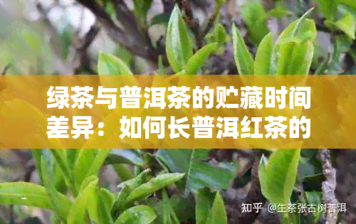 绿茶与普洱茶的贮藏时间差异：如何长普洱红茶的保质期？