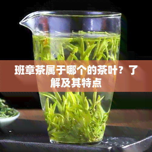 班章茶属于哪个的茶叶？了解及其特点