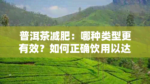 普洱茶减肥：哪种类型更有效？如何正确饮用以达到效果？