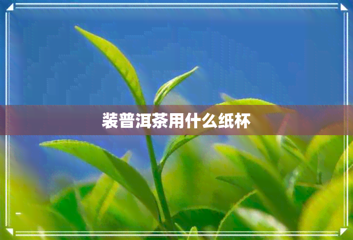 装普洱茶用什么纸杯