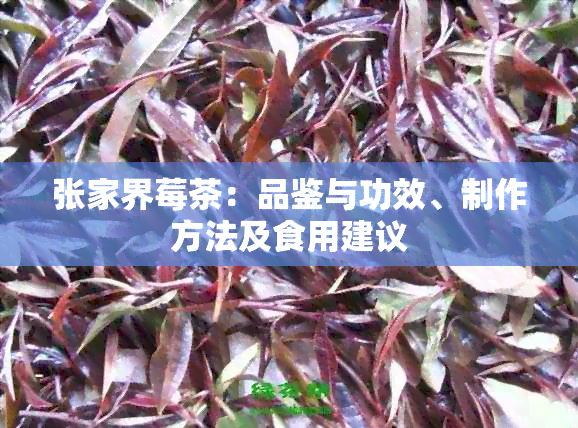 张家界莓茶：品鉴与功效、制作方法及食用建议