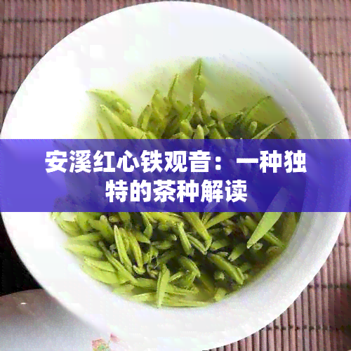 安溪红心铁观音：一种独特的茶种解读