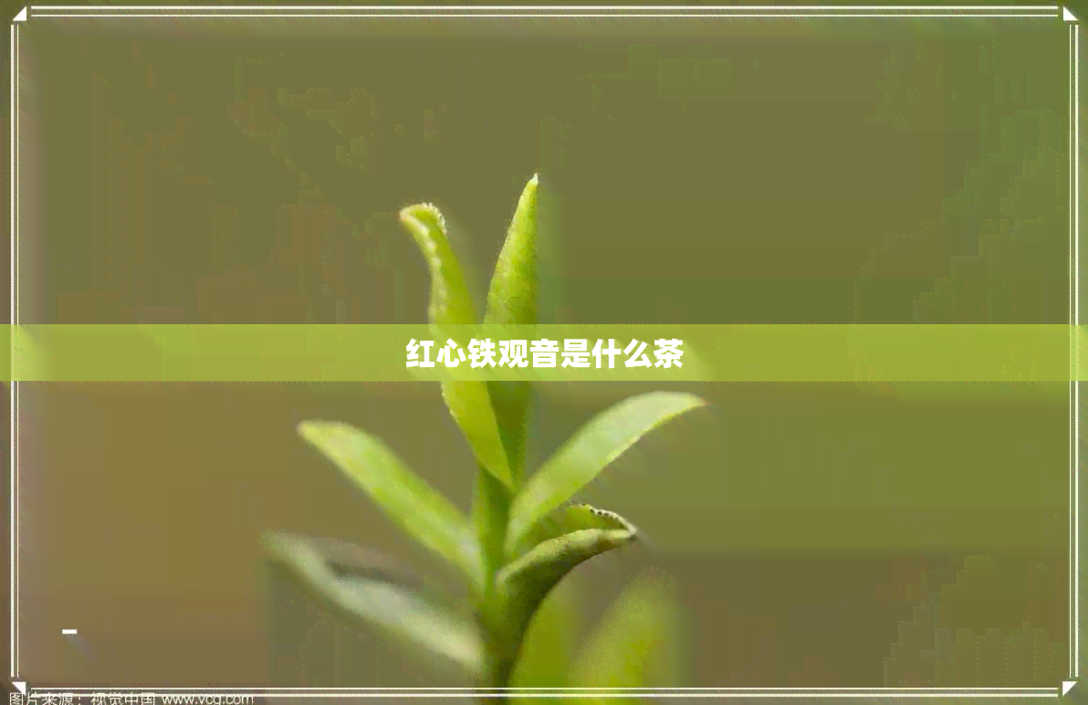 红心铁观音是什么茶