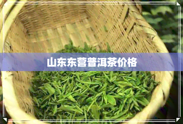 山东东营普洱茶价格