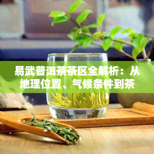 易武普洱茶茶区全解析：从地理位置、气候条件到茶叶品种一应俱全！