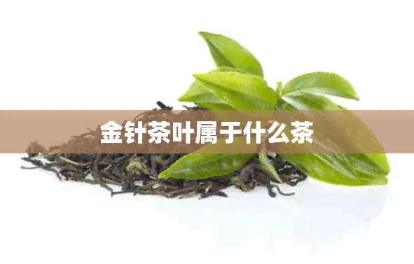 金针茶叶属于什么茶