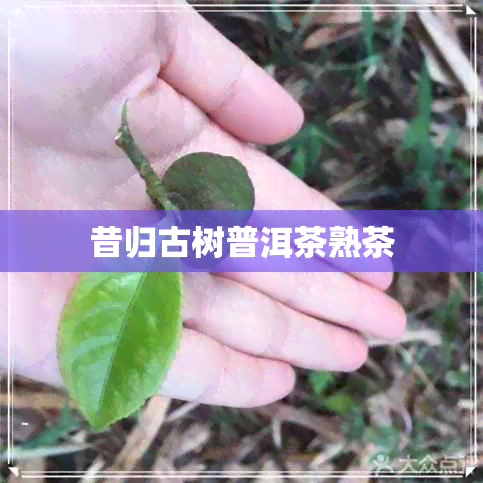 昔归古树普洱茶熟茶