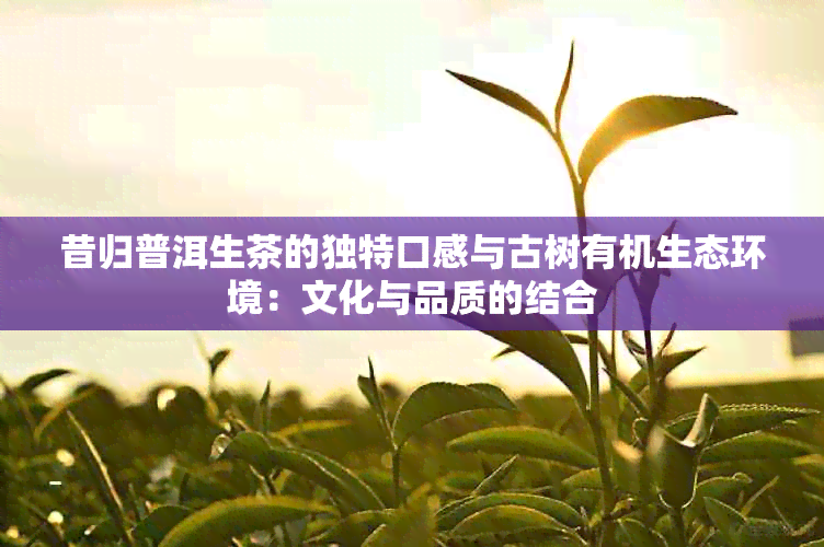 昔归普洱生茶的独特口感与古树有机生态环境：文化与品质的结合