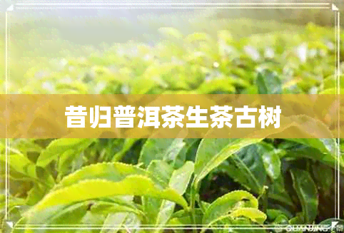 昔归普洱茶生茶古树