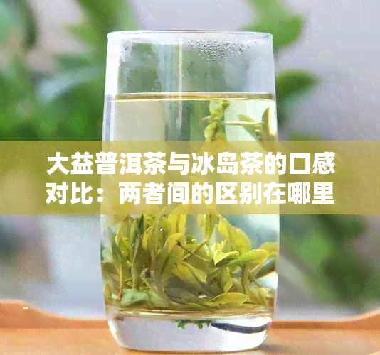 大益普洱茶与冰岛茶的口感对比：两者间的区别在哪里？