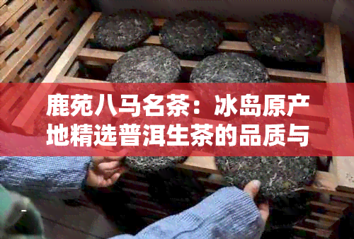 鹿苑八马名茶：冰岛原产地精选普洱生茶的品质与价格