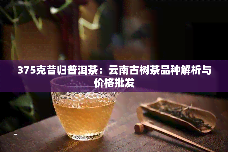 375克昔归普洱茶：云南古树茶品种解析与价格批发