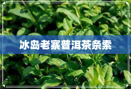 冰岛老寨普洱茶条索