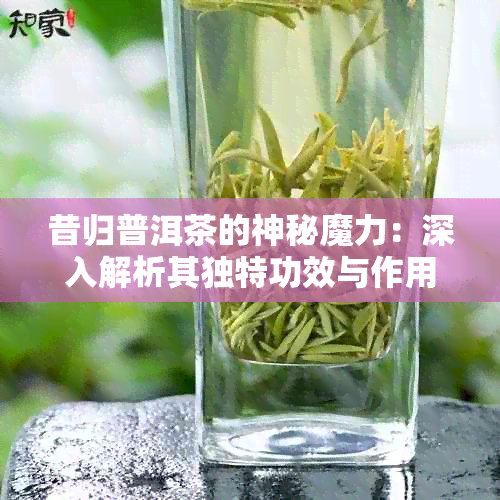 昔归普洱茶的神秘魔力：深入解析其独特功效与作用