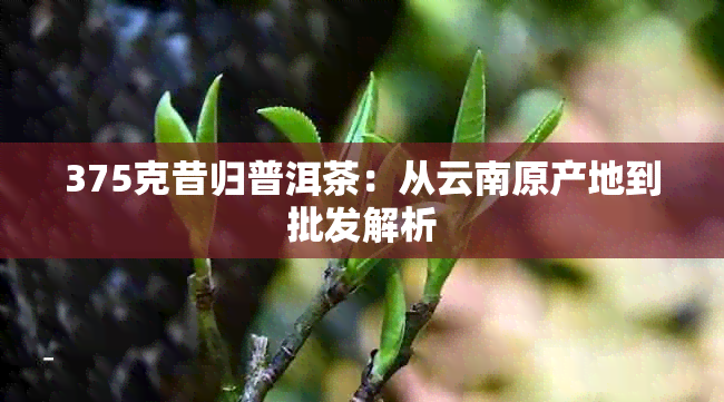 375克昔归普洱茶：从云南原产地到批发解析